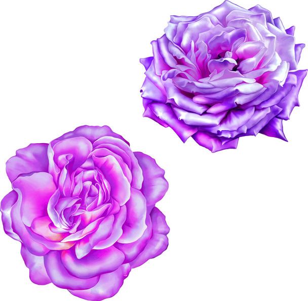Light purple camellia and rose flowers   - Foto, immagini