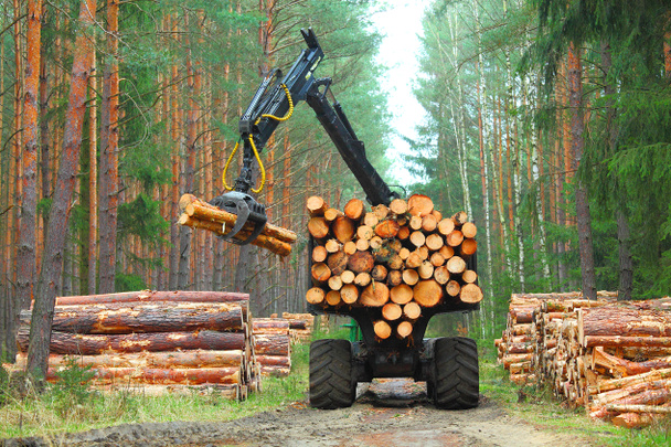Dřevorubec s moderní kombajn pracuje v lese. - Fotografie, Obrázek