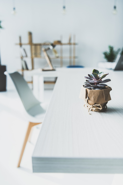 succulent pot on desk - Фото, изображение