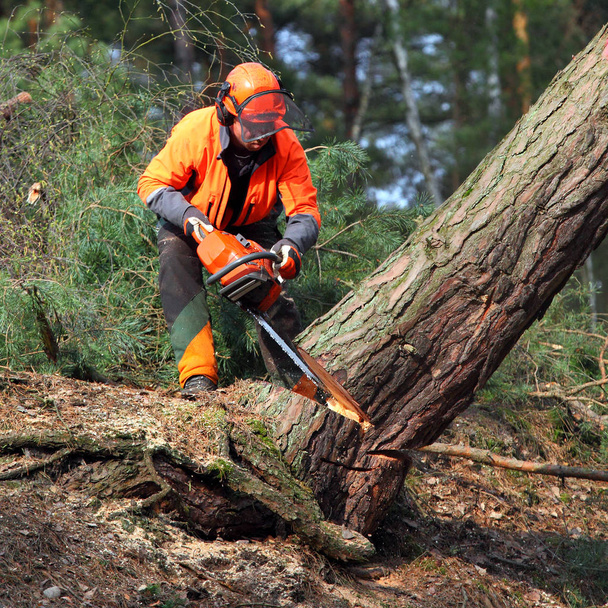 der Holzfäller bei der Arbeit im Wald. - Foto, Bild