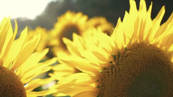 Het gebied van gele zonnebloemen - Video