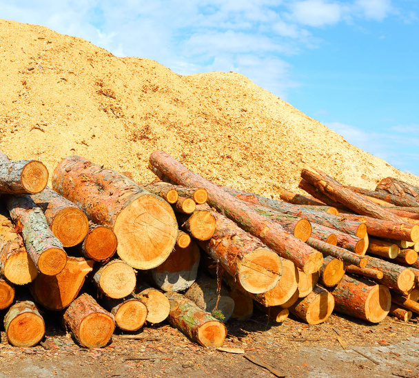Pile of logs and heap of saw dust. Wood as a renewable energy source. - Photo, Image