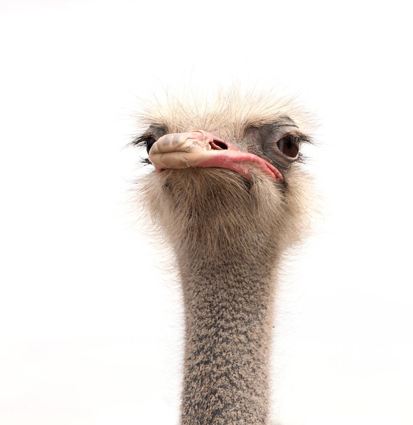 ostrich isolated on white - Photo, Image