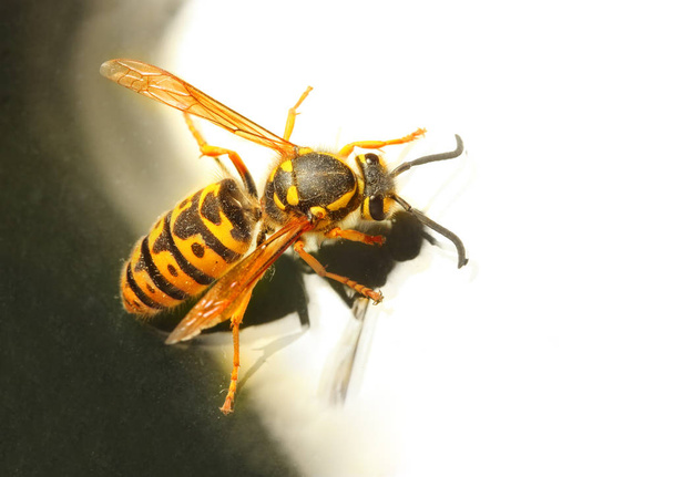 Wasp - Vespula Germanica - Fotografie, Obrázek