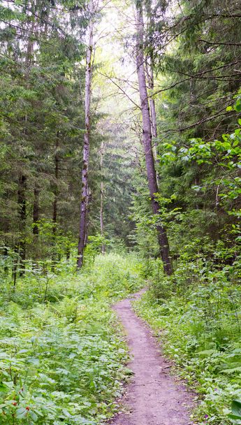 path through the woods. background, nature. - Foto, Bild