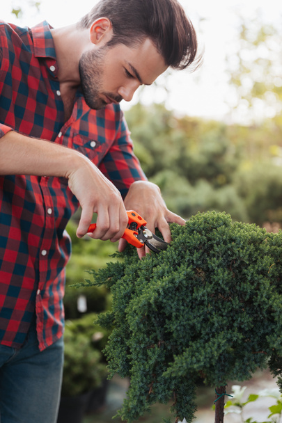gardener with pruning shears cutting plant - Photo, Image