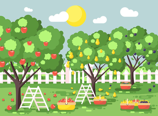 ベクトル イラスト漫画脚立梅、梨、リンゴの木、作物を入れて、緑の風景シーン屋外背景フラット スタイルの完全なバスケットと熟した果実秋の果樹園の収穫 - ベクター画像