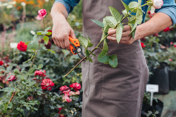 κηπουρός κοπή rose με ψαλίδια κλαδέματος - Φωτογραφία, εικόνα