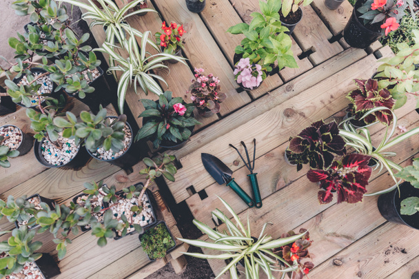 attrezzi da giardinaggio con varie piante
 - Foto, immagini