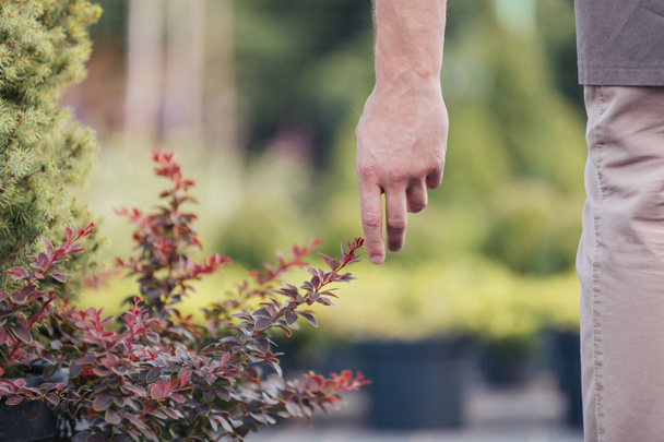 man touching plant in garden - Фото, зображення