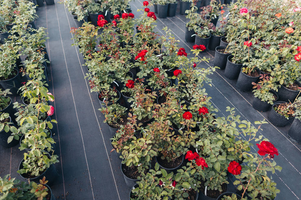 red roses in flowerpots in greenhouse - Foto, afbeelding
