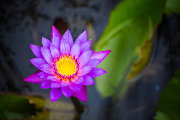 Purple waterlily in pond close up. - Fotoğraf, Görsel