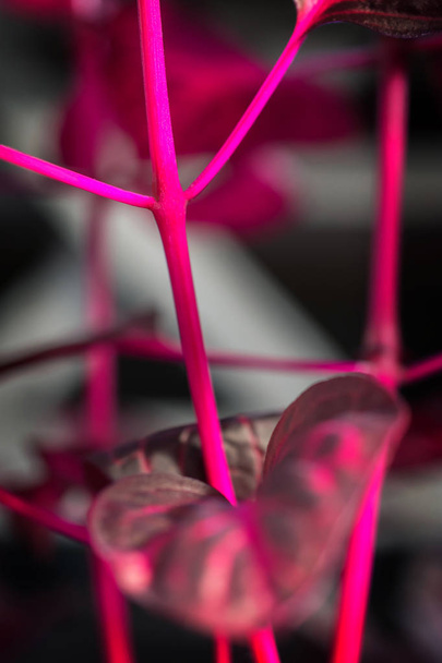макро деталь фіолетової тропічної рослини "ізелін герцогиня ауреторікулата
" - Фото, зображення