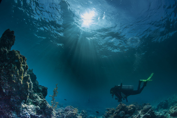 nurek pływanie głęboko pod wodą - Zdjęcie, obraz