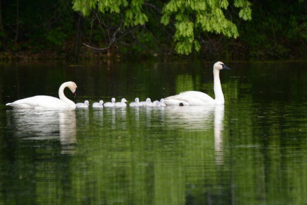 白鳥の家族一緒に泳ぐ - 写真・画像