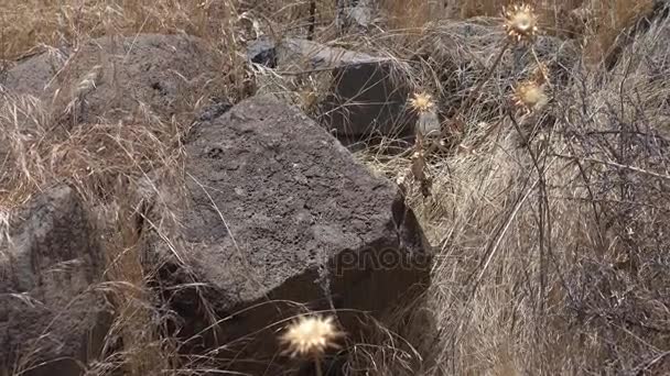 Sartén lenta sobre escombros y cardos secos en el campo
  - Metraje, vídeo