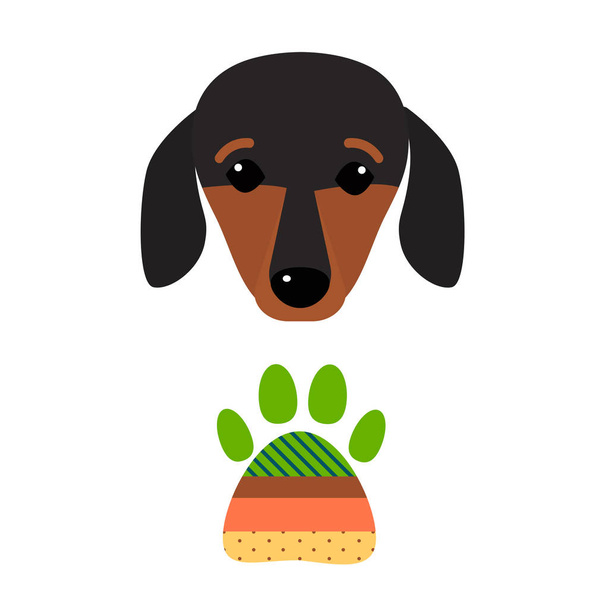Pequena cabeça de cachorro dachshund mamífero puro cão doce jovem pedigreed animal raça vetor ilustração
 - Vetor, Imagem