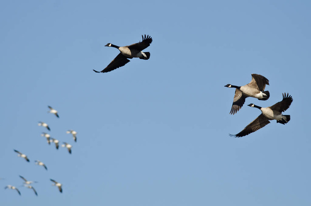 Три Канаді гусей, що летіли з гусьми снігу в Синє небо  - Фото, зображення