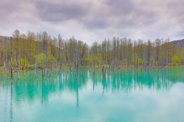 Modrý rybník Aoiike, Biei Hokkaido Japonsko - Fotografie, Obrázek