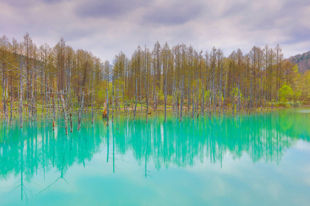 Blue Pond Aoiike, Biei Hokkaido Japon
 - Photo, image