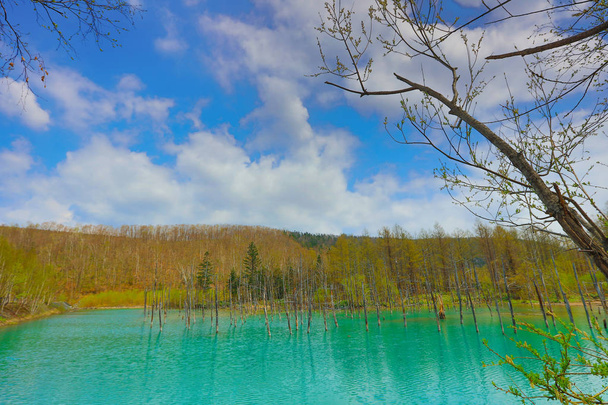 Blauwe vijver Aoiike, Biei Hokkaido Japan - Foto, afbeelding