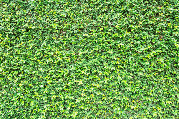 zöld levelek természetes fal. - Fotó, kép