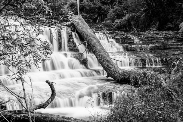 Liffey Falls na região de Midlands, Tasmânia
 - Foto, Imagem