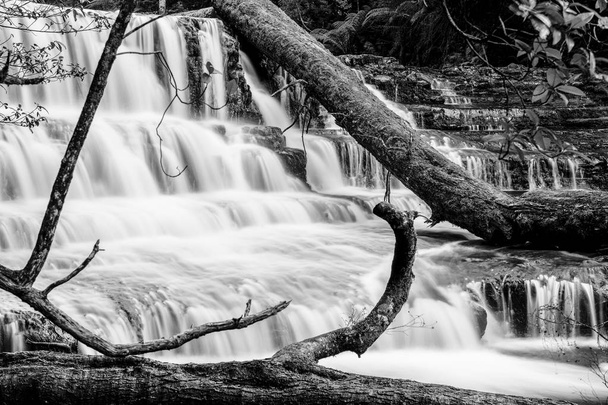Liffey Falls Välimaiden alueella, Tasmania
 - Valokuva, kuva