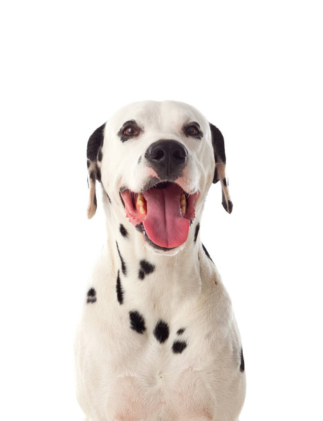 Dalmaçyalı köpeğin portresi - Fotoğraf, Görsel