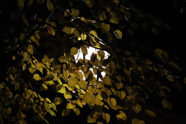 Linterna luminosa en la noche cubierta con hojas amarillas sobre fondo negro
 - Foto, imagen