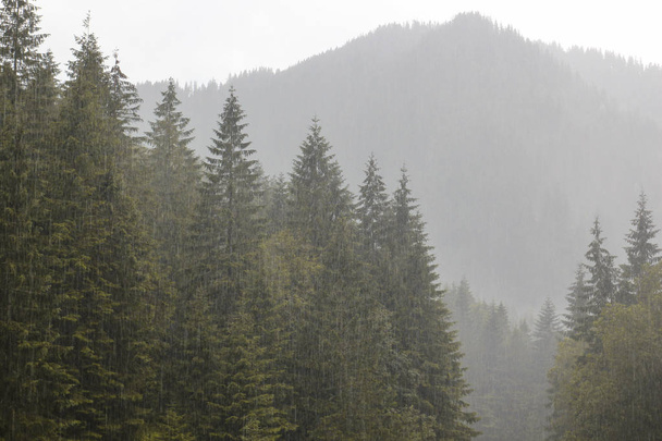 森と雨と山の風景 - 写真・画像
