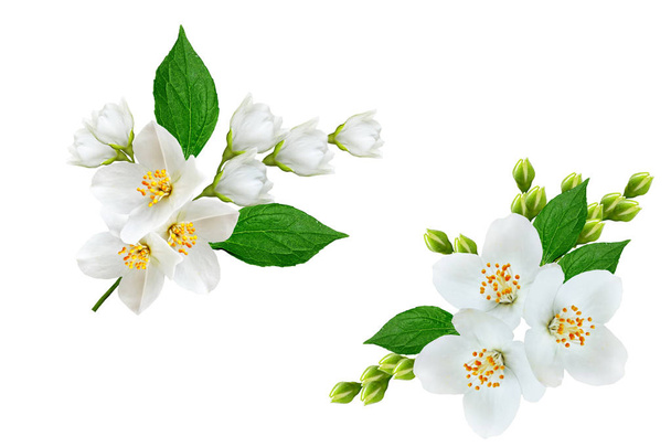 Rama de flores de jazmín aisladas sobre fondo blanco
 - Foto, Imagen