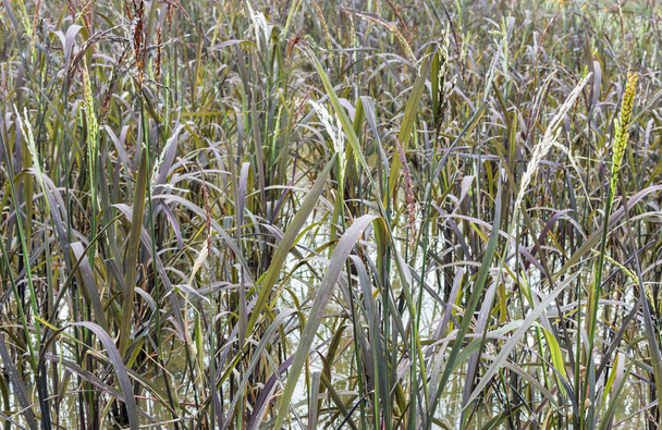 Riceberry-veld die in de Thaise rijst rassen - Foto, afbeelding