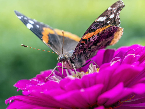 Painted Lady butterfly - Photo, Image