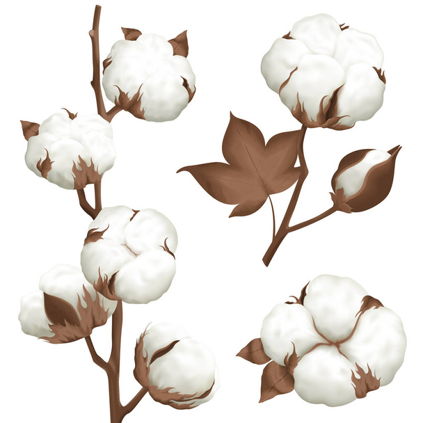 Cotton Plant Boll Realistic Set - Vetor, Imagem
