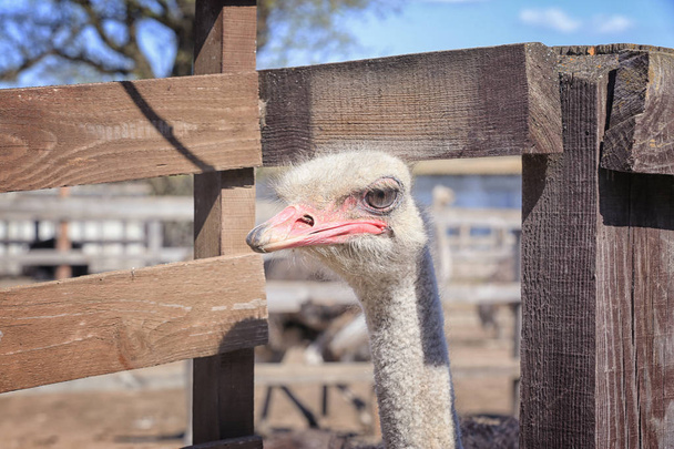 head of camel bird  - Fotografie, Obrázek