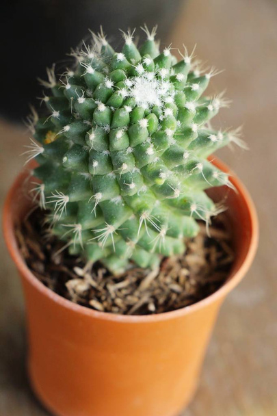 Beautiful small the cactus in the pot - Photo, Image