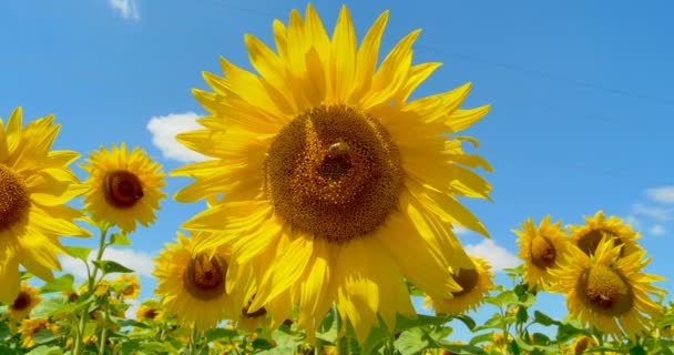 Pszczoła na słonecznik słoneczna pogoda i błękitne niebo - Materiał filmowy, wideo