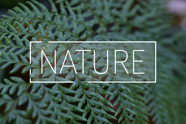Vértes zöld páfrány levelek, az esőerdő a természet szöveggel a ba - Fotó, kép