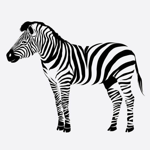 Zebra, animal, vector, illustration - Vetor, Imagem