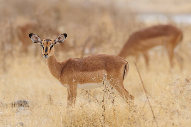 Černý tváří impala, v louky a pastviny - Fotografie, Obrázek