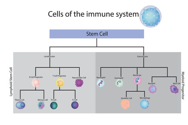 Τα κύτταρα του ανοσοποιητικού συστήματος. Διανυσματικό διάγραμμα - Διάνυσμα, εικόνα