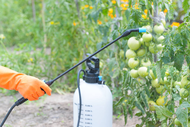 Spaying vegetables with water or pesticides - Photo, Image
