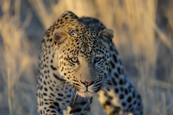 O leopardo está atento.
 - Foto, Imagem