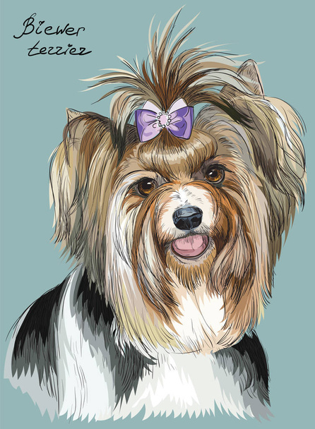 Colorful hand drawing vector portrait of Biewer terrier - Vector, Image