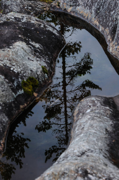 Reflejo de pino en el agua
 - Foto, imagen
