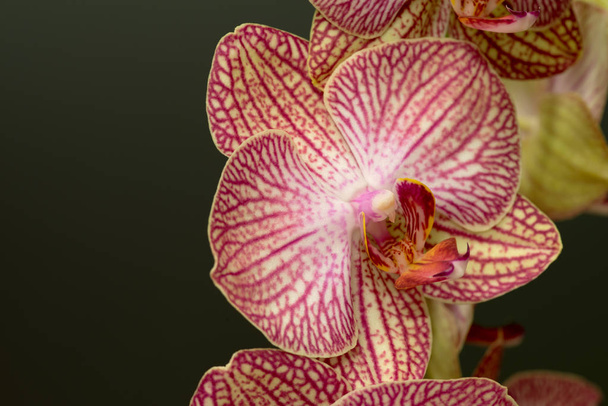 Fialová a bílá orchidej na tmavém pozadí - Fotografie, Obrázek