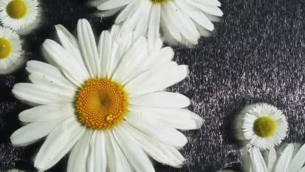 chamomilies は花の背景として暗い水面に浮く - 映像、動画