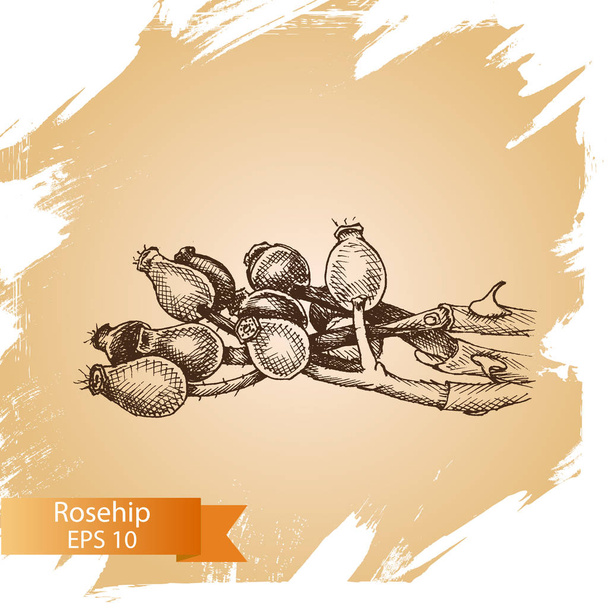 rosehip herbal sketch - Vettoriali, immagini