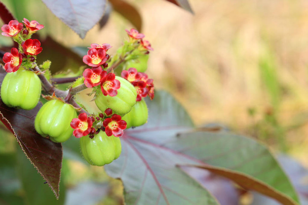 Jatropha meyve için bio dizel damıtmak - Fotoğraf, Görsel